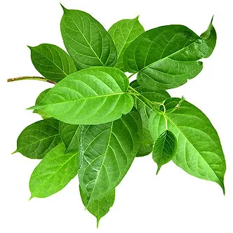 The Health Benefits of Periploca Sylvestris Nutrients in Metaceptine