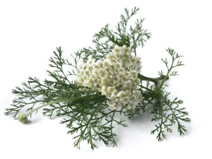 Unlocking the Health Benefits of Yarrow Nutrients in Metaceptine