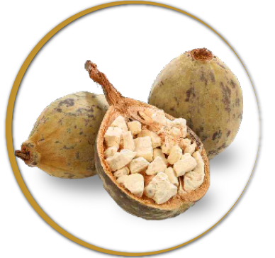 The Health Benefits of Adansonia in Bio Protect Plus for Your Dog