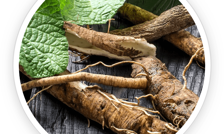 Unlocking the Health Benefits of Burdock Root in UltraK9 Pro for Your Dog