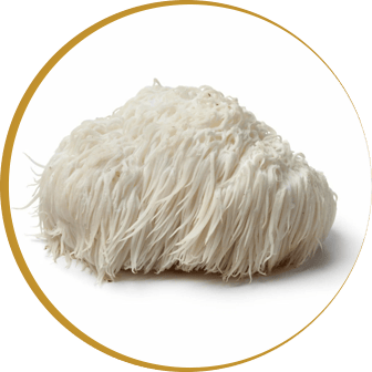 Unlocking the Health Benefits of Mountain-Priest Mushroom in Bio Protect Plus for Your Dog