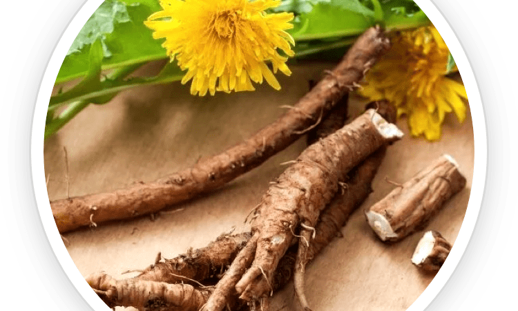 The Health Benefits of Dandelion Root in UltraK9 Pro for Your Dog