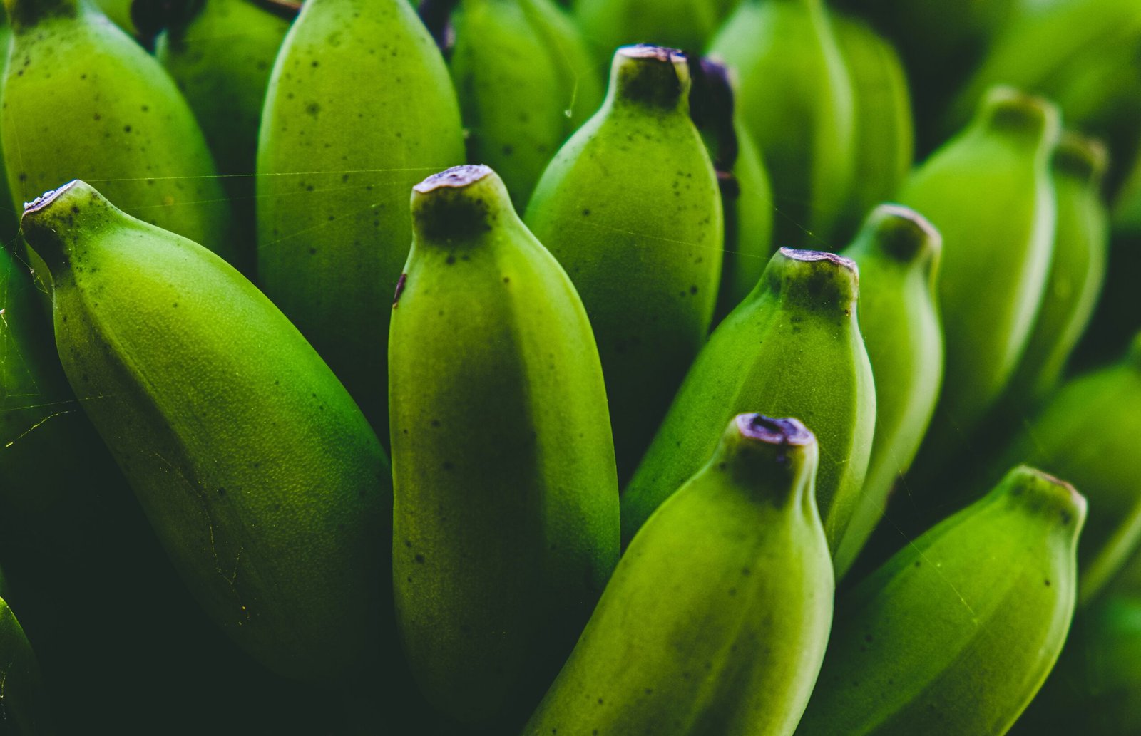 Unlocking Health: The Benefits of Green Banana in Bio Protect Plus for Your Dog