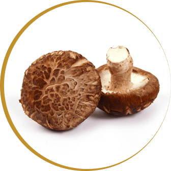 Unlocking Health: The Benefits of Shiitake Mushrooms in Bio Protect Plus for Your Dog