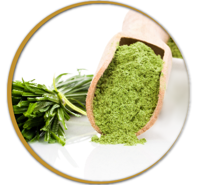 Unlocking Health: The Benefits of Organic Spirulina in Bio Protect Plus for Your Dog